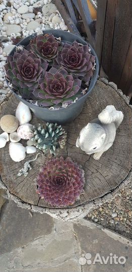 Каменная роза (молодило)