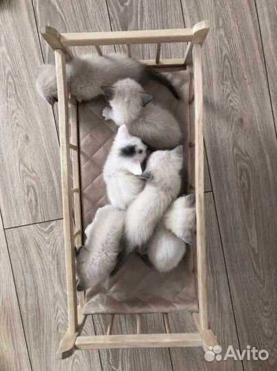 Отдам бесплатно