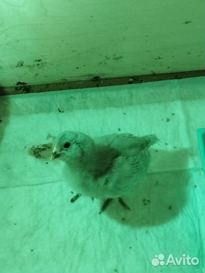 Цыплята амераукана