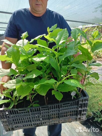 Саженцы магнолии