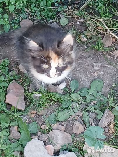 Котята в добрые руки 2 месяца