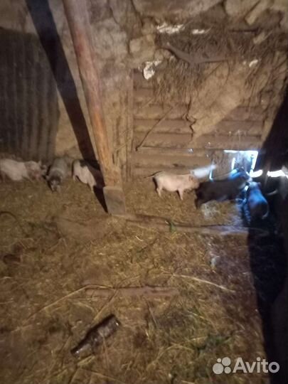 Вьетнамск вислобрюхий поросенок