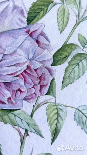 Роза. Ботаническая акварель