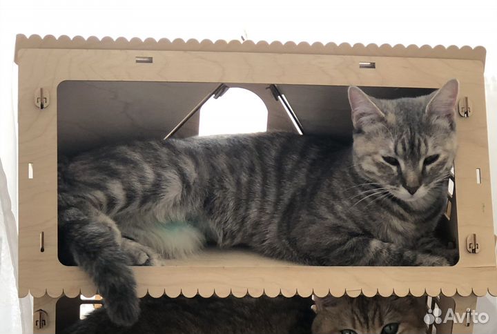 Отдам в дар кошка