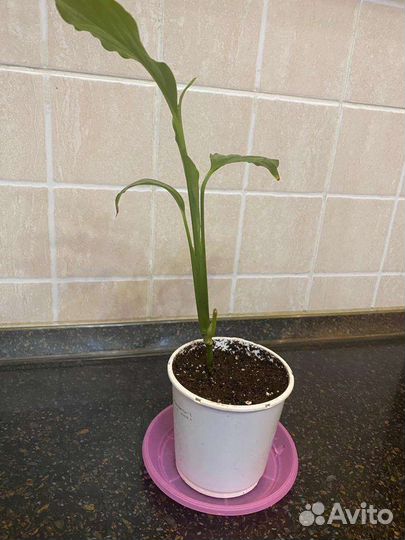 Спатифиллум (женское счастье)