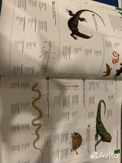 Большой иллюстрированный словарь на пяти языках