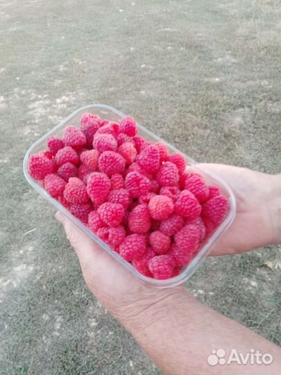 Малина Оптом