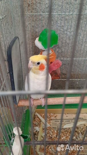 Попугай корелла мальчик