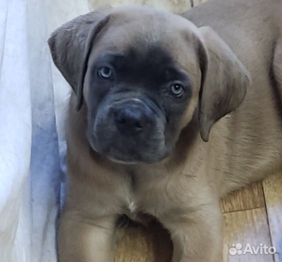 Кане корсо щенки