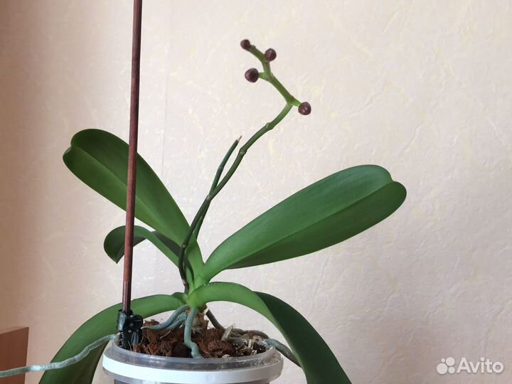 Орхидея фаленопсис