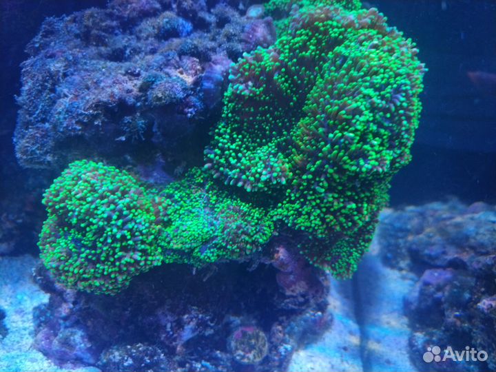 Морские кораллы родактис 