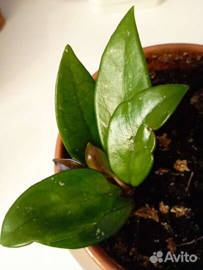 Хойя Карноза (восковой плющ)