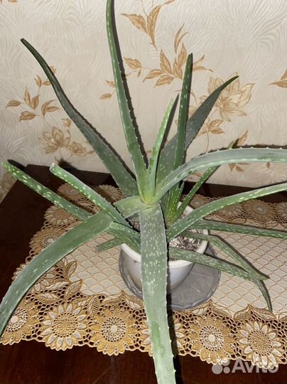 Алоэ