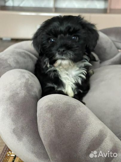 Мальтипушечки