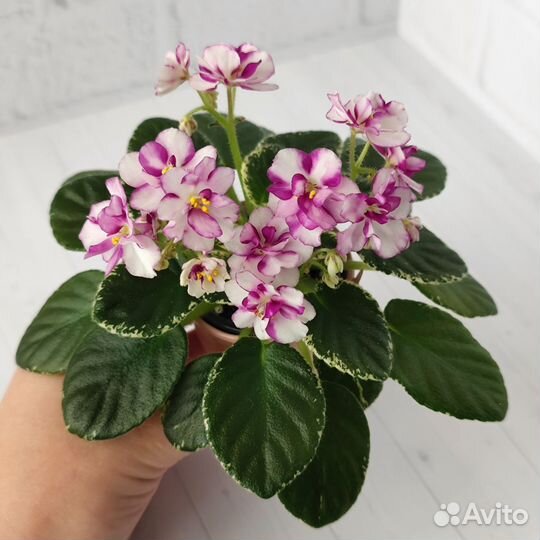 Фиалки химеры