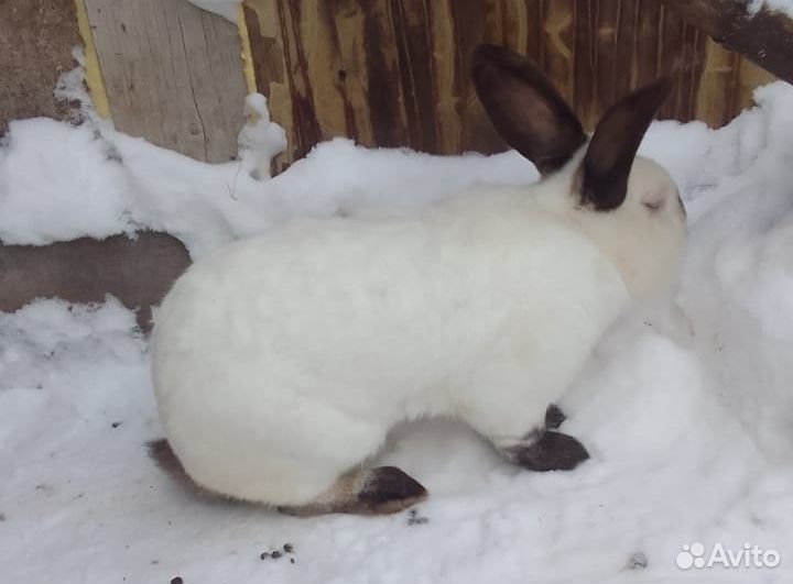 Крол Фландр