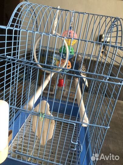 Волнистый попугай