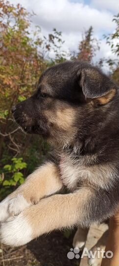 Щенки хаски