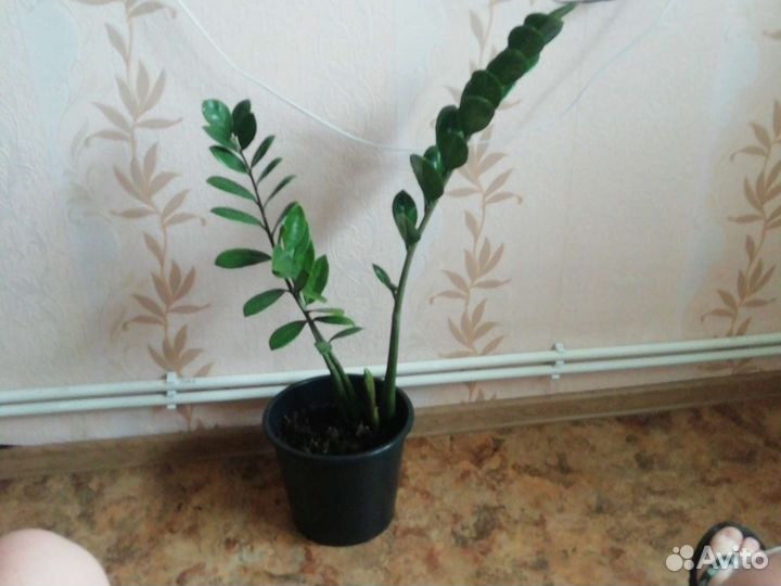 Замиокулькас