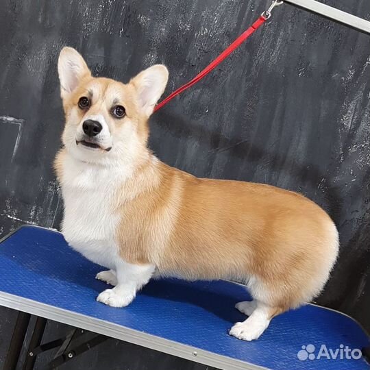 Стрижка собак и кошек