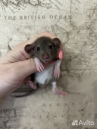 Ручные Крысята Дамбо супер окрасы