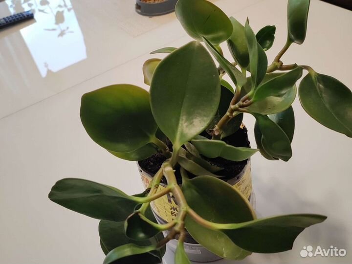 Дендробиум