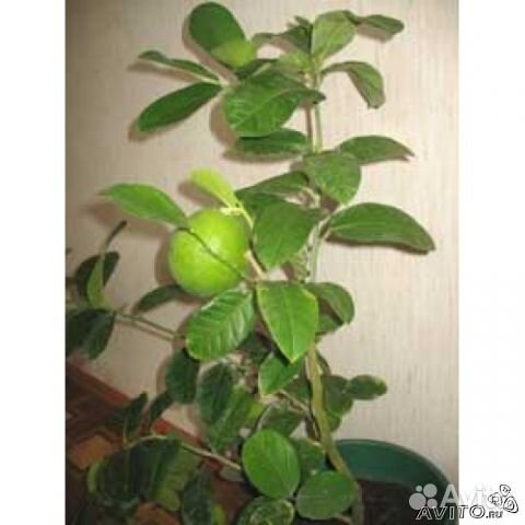 Саженцы Фейхоа