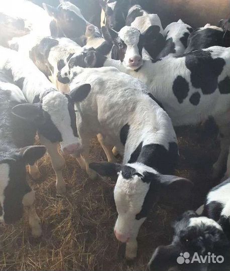 Бычки и тёлочки