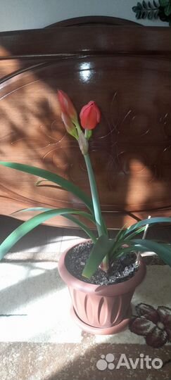 Комнатный цветок, Валлота