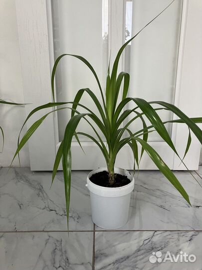 Пальма панданус