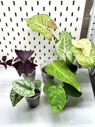 Набор растений