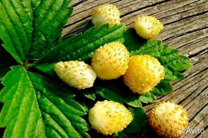 Земляника жёлтое чудо