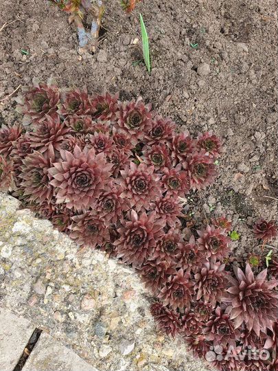 Бересклет форчуна