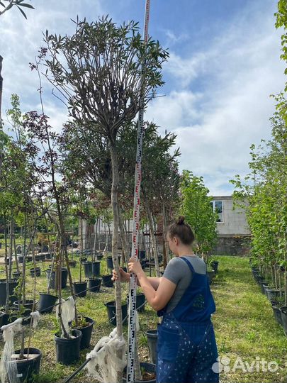 Олеандр на штамбе