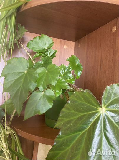 Бегония королевская