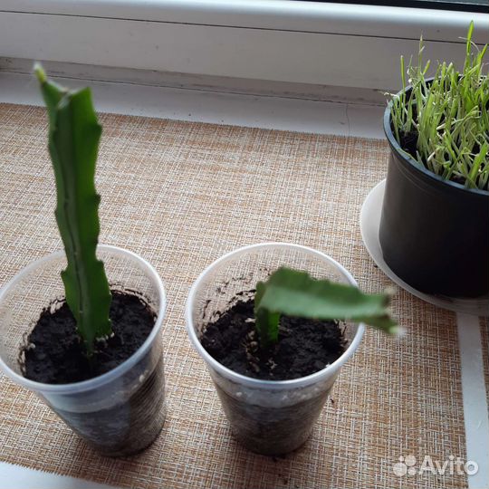 Эпифиллум красный