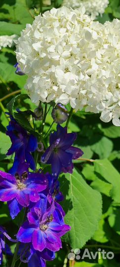 Цветы садовые многолетние