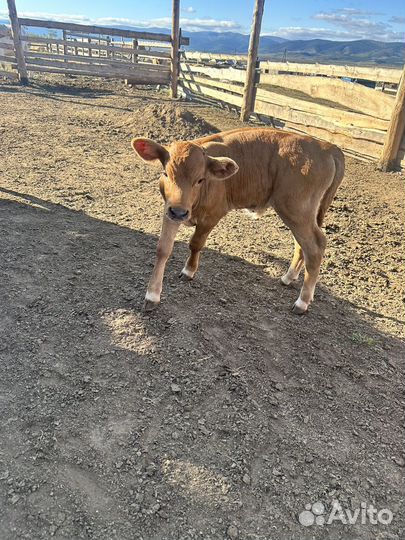 Телята бычки от 6 месяцев