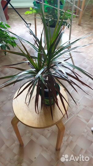 Цветы домашние в горшках