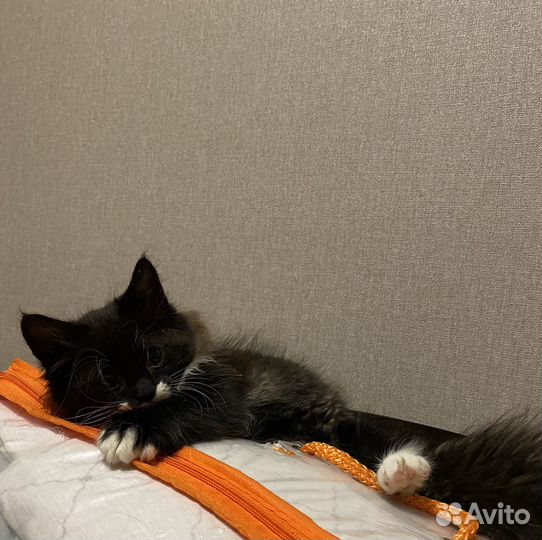 Сибирский котенок