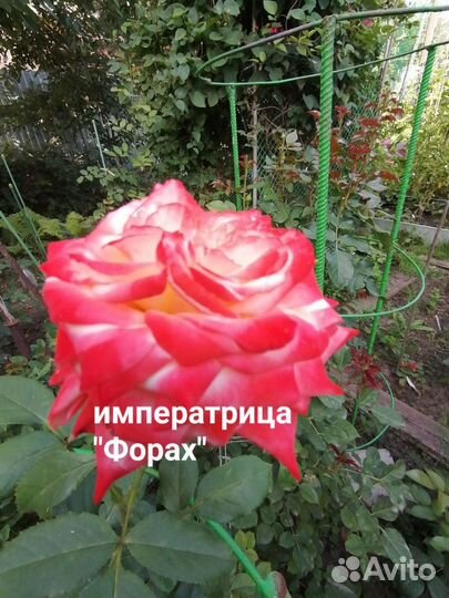 Чайно гибридные розы