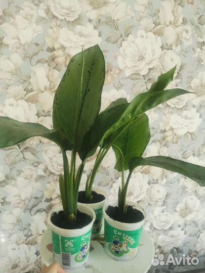 Аглаонема фридман. Комнатные цветы