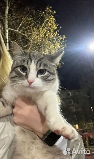 Котик