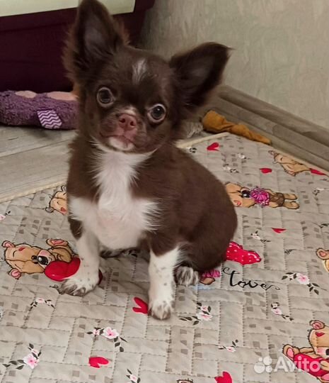 Чихуахуа девочка