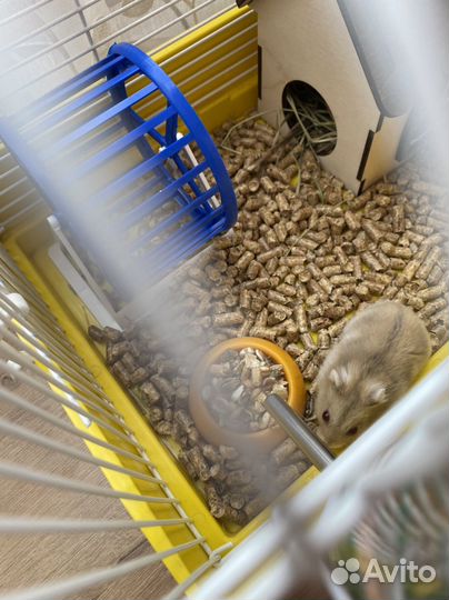 Продаю джунгарского хомяка с клеткой