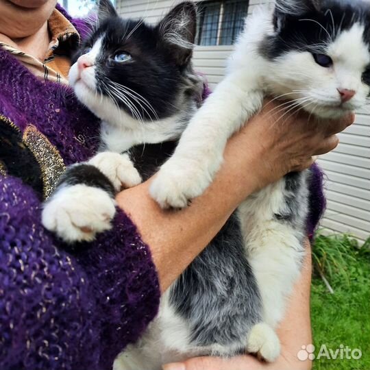 Котята в добрые руки мальчики