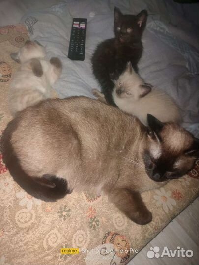 Котята тайской кошки