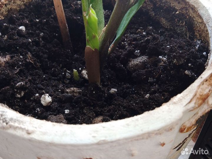 Замикулькас