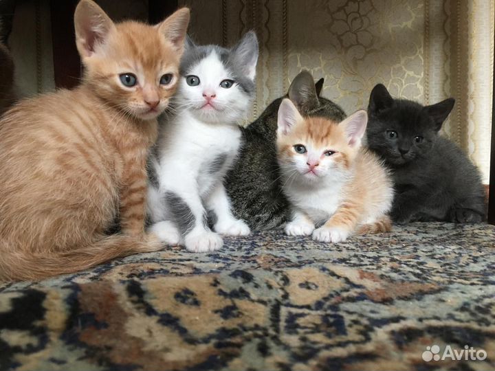 Кошки бесплатно