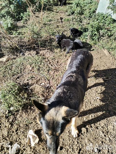 Щенки немецкой овчарки